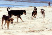 beachDogs