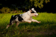 runningDog